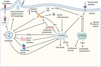 Metabolic Regulation of Thymic Epithelial Cell Function